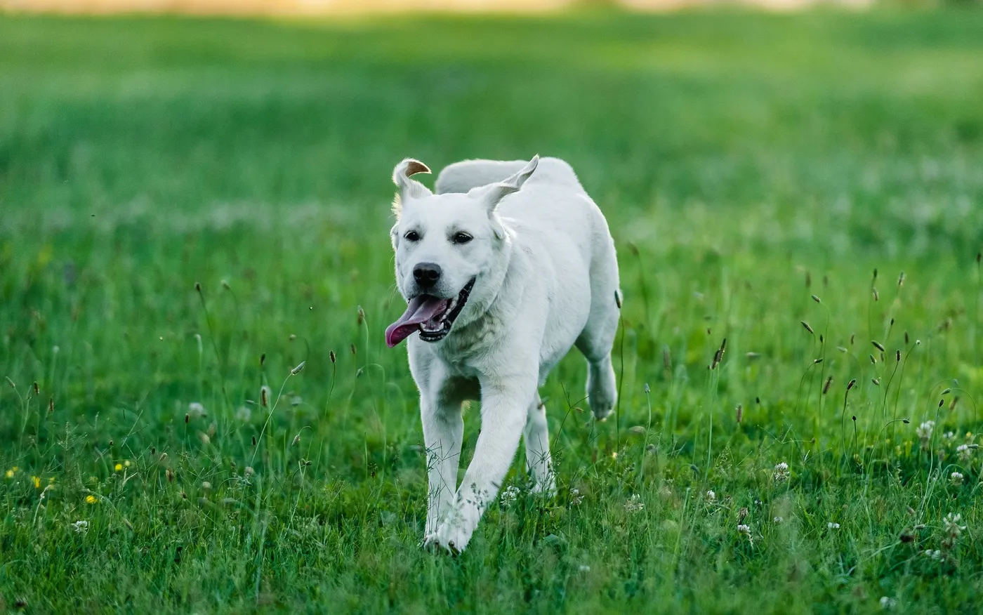 A white Labrador running through tall green grass with its tongue out, mid-stride